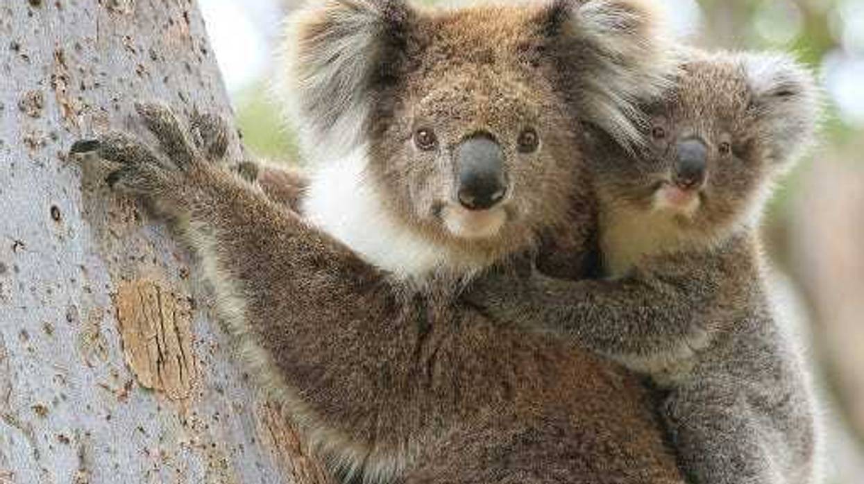 Help Australia