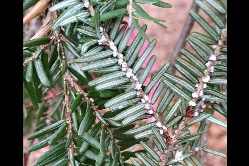 Hemlock tree branch with woolly adelgid infestiation