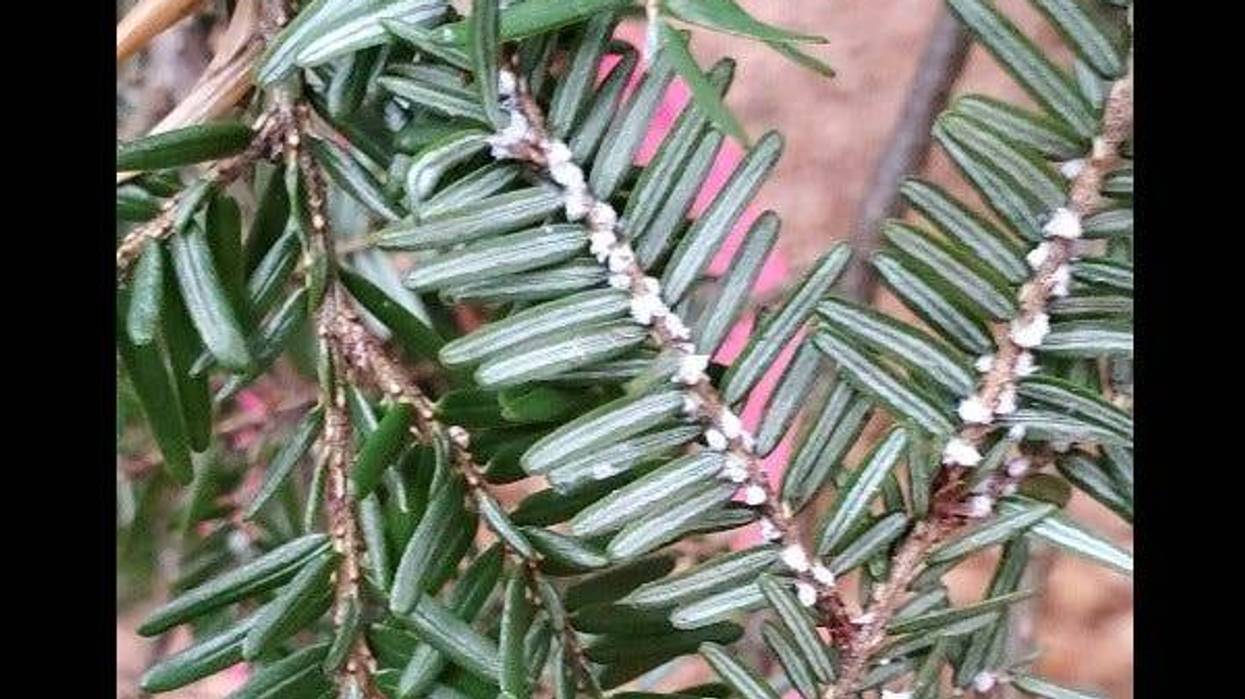 Hemlock tree branch with woolly adelgid infestiation