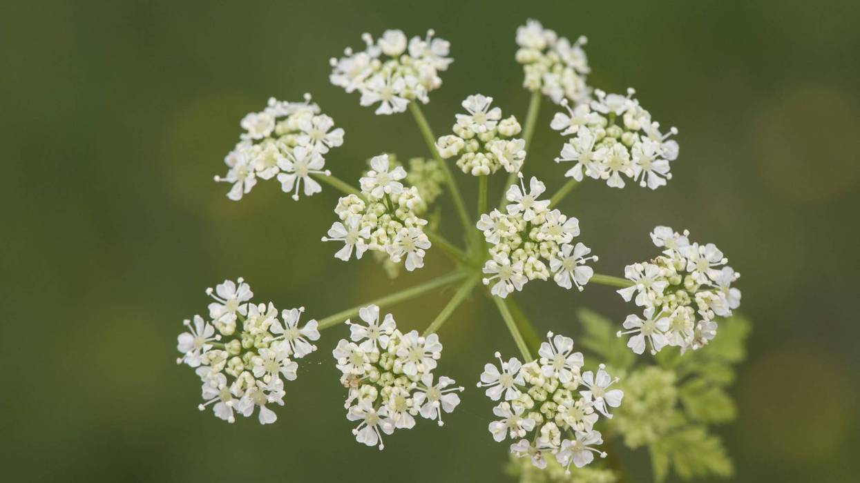 Hemlock