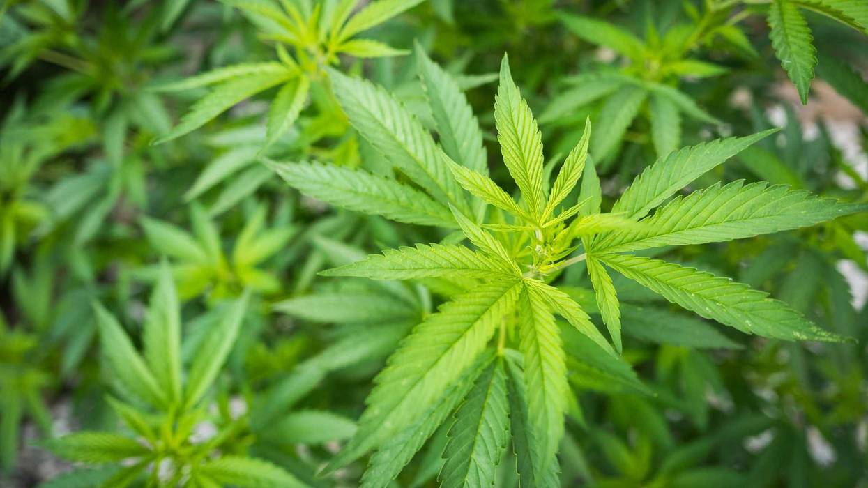 Hemp cannabis plant