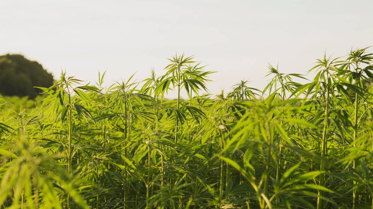 Hemp
