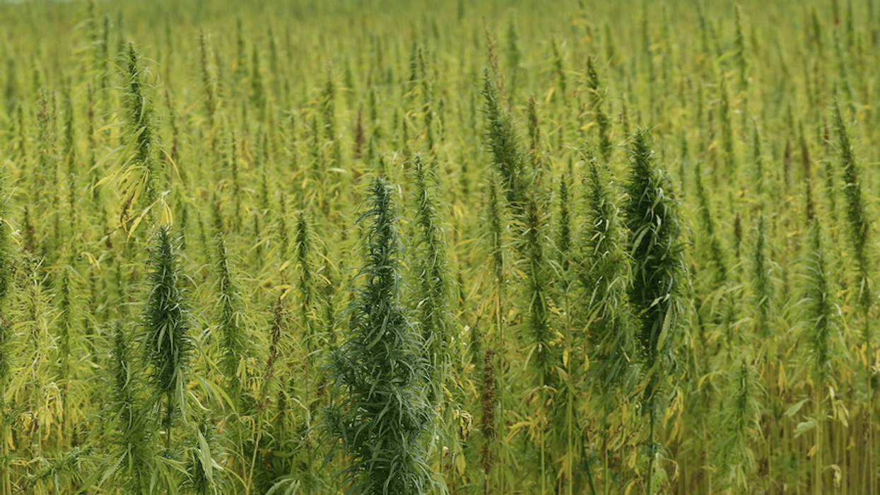 hemp