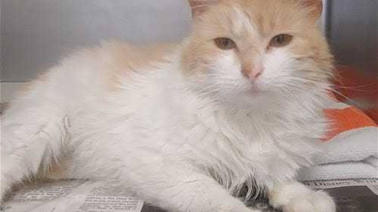 Henrico Police Animal Shelter
