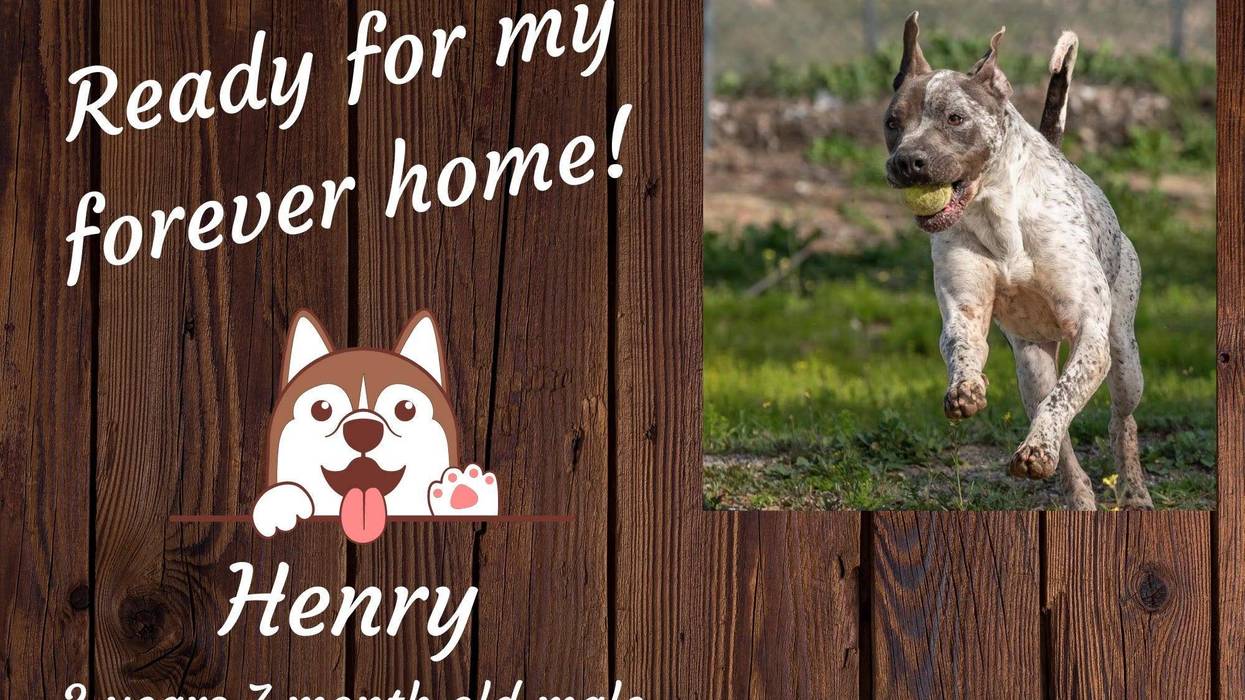 Henry, a three year old gray and white large mixed breed dog
