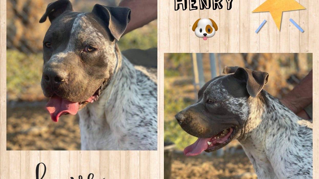 Henry, an 11 month old large mixed breed dog up for adoption through ARE Animal Rescue in Hemet