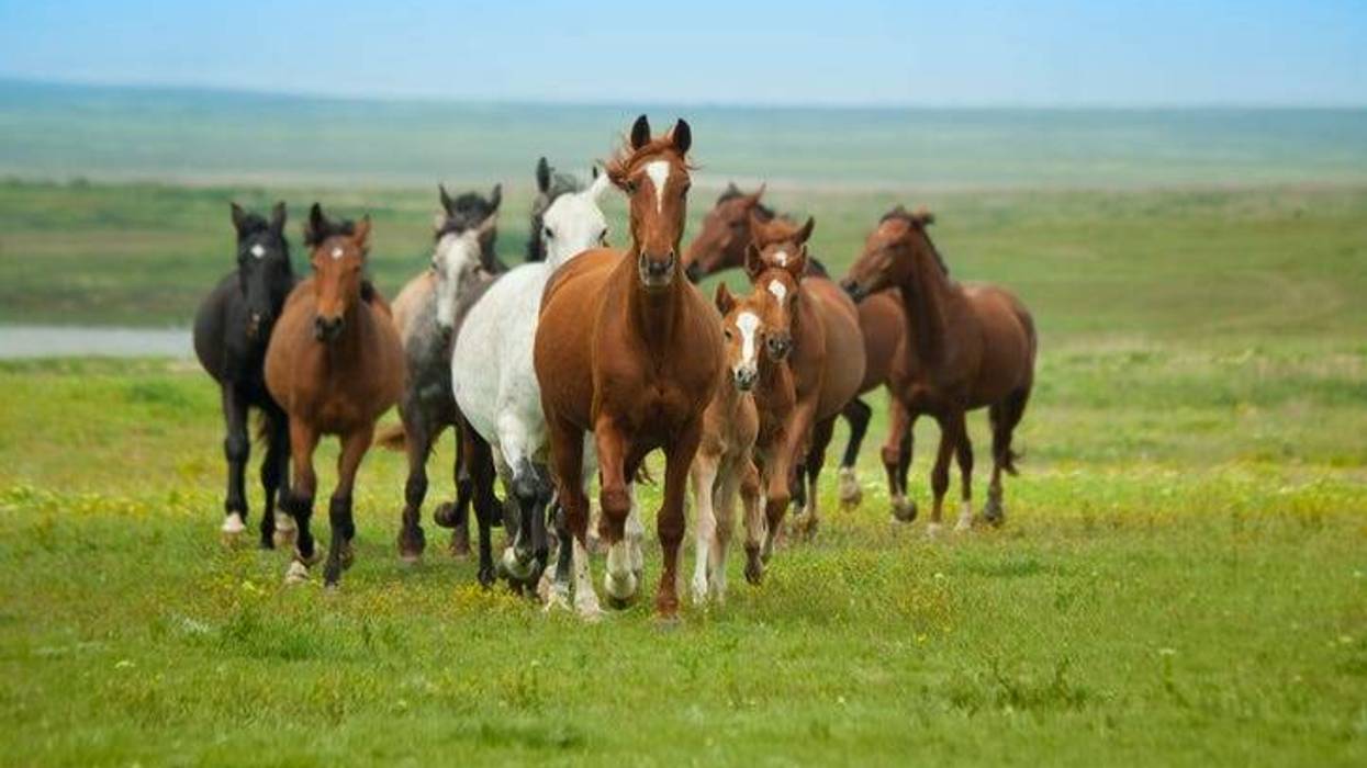 Herd of plains horses running across grassy green field