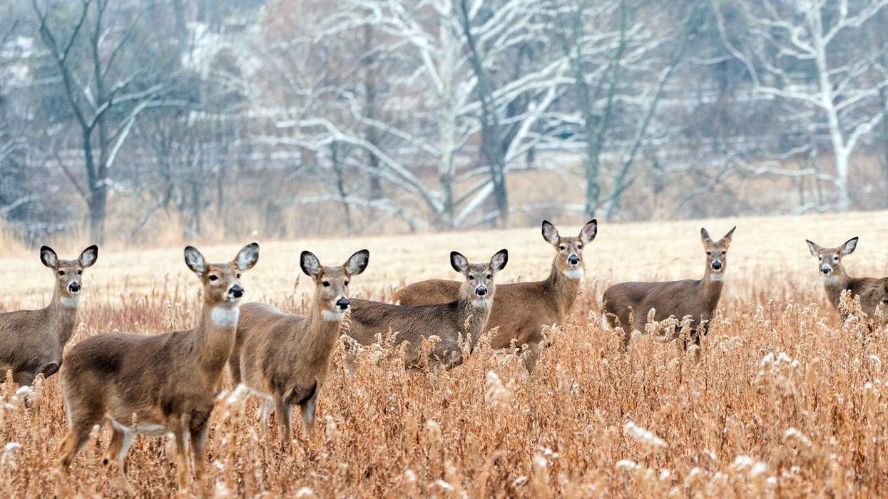 Herd of white-tailed deer
