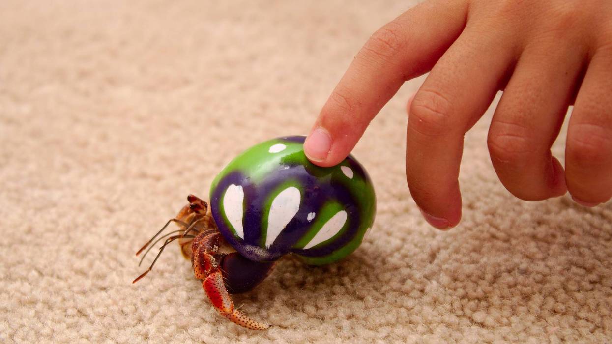 Hermit Crab