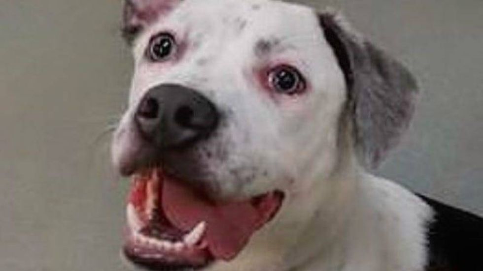 Hero @ Austin Humane Society 5/3/23