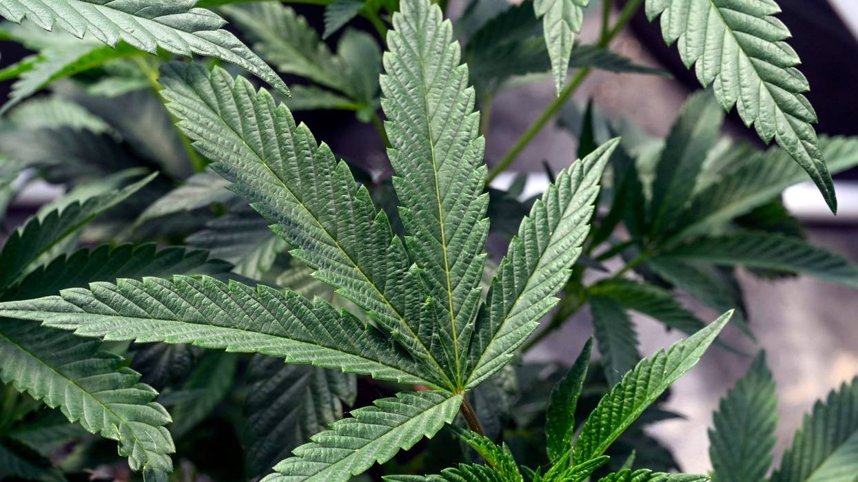 HHS Marijuana