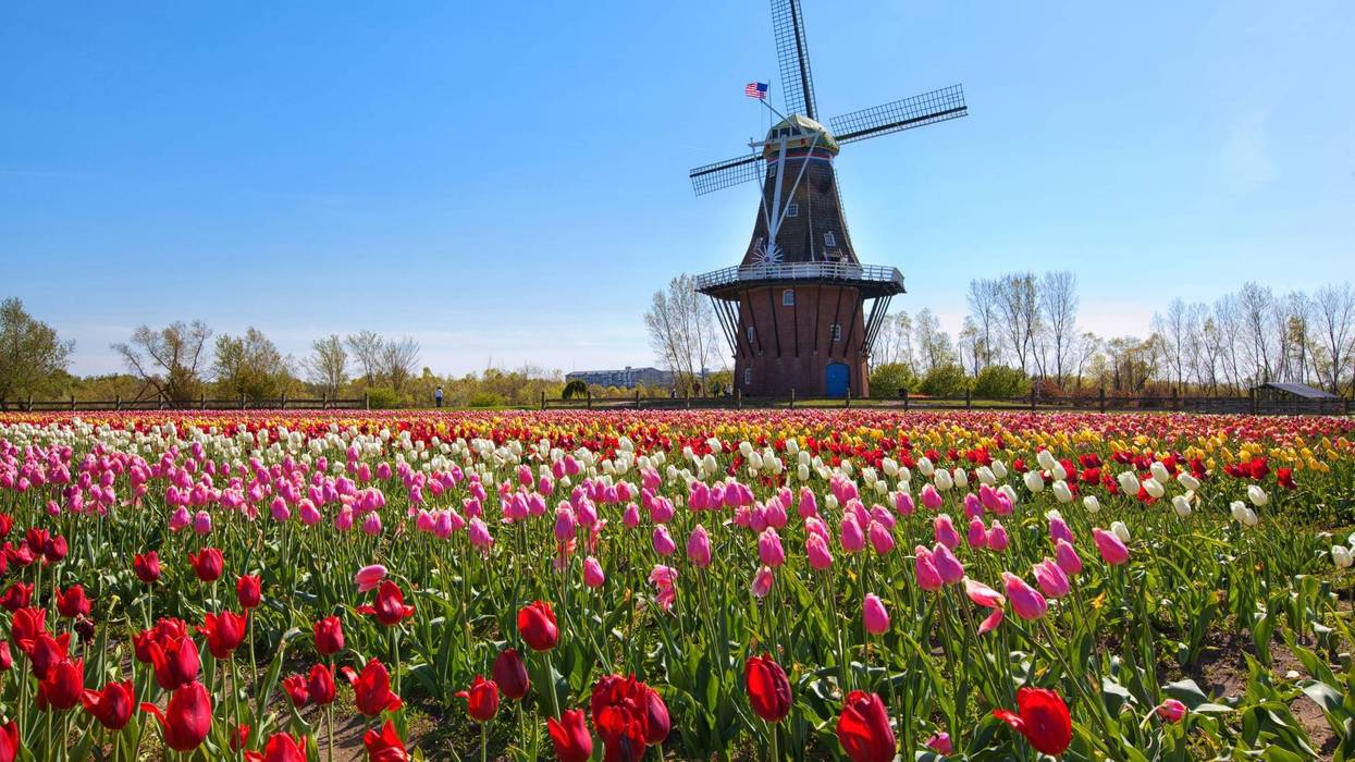 High heat has wilted flowers in the Tulip Immersion Garden in Holland, Mich., forcing the event to close one day early as temperatures soared into the mid-80s.