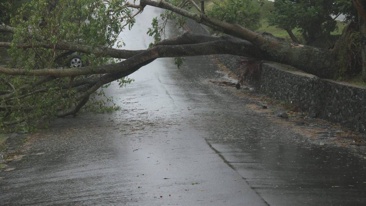High winds bring down a tree