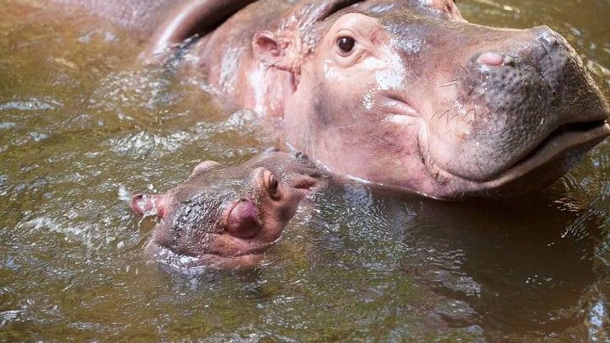 Hippo and her calf