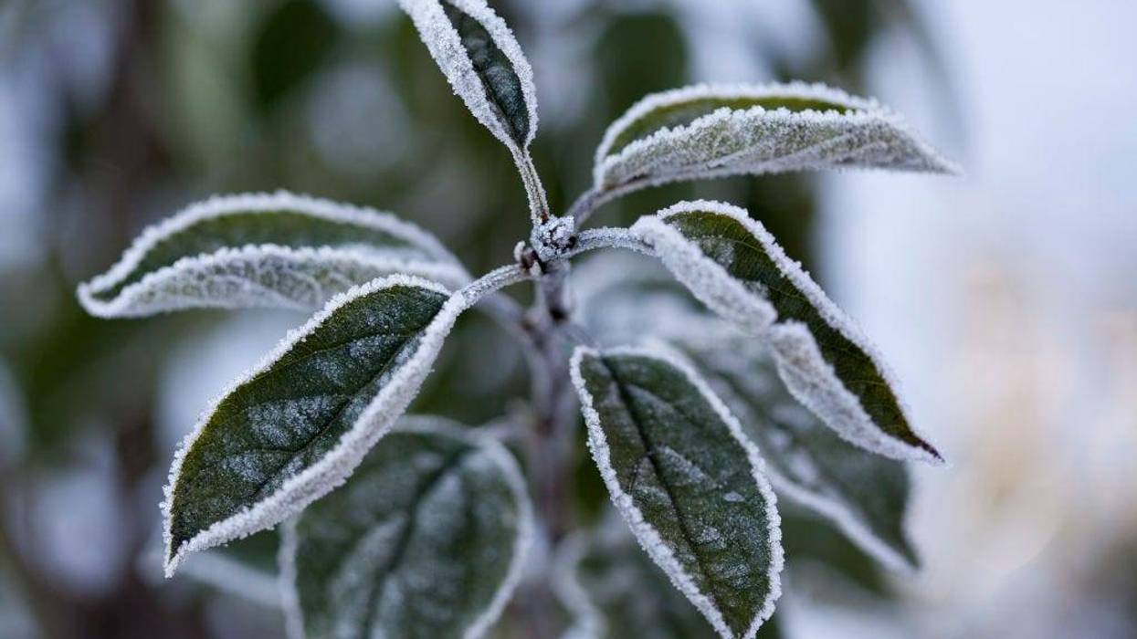 Hoar frost covers the leaves of an apple tree on November 14, 2019 in Obing, Germany.