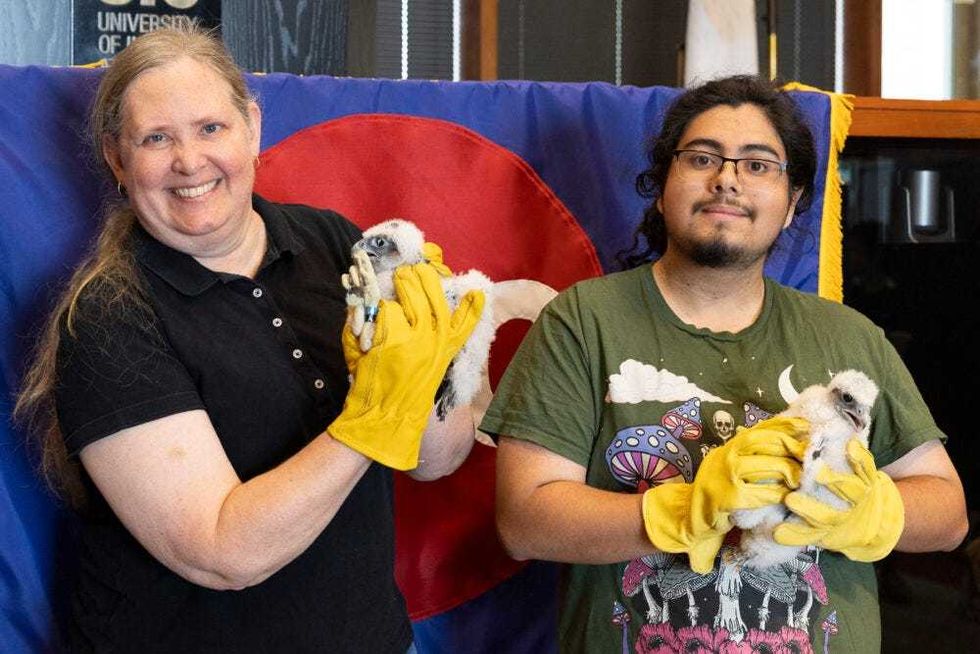 holding falcon chicks