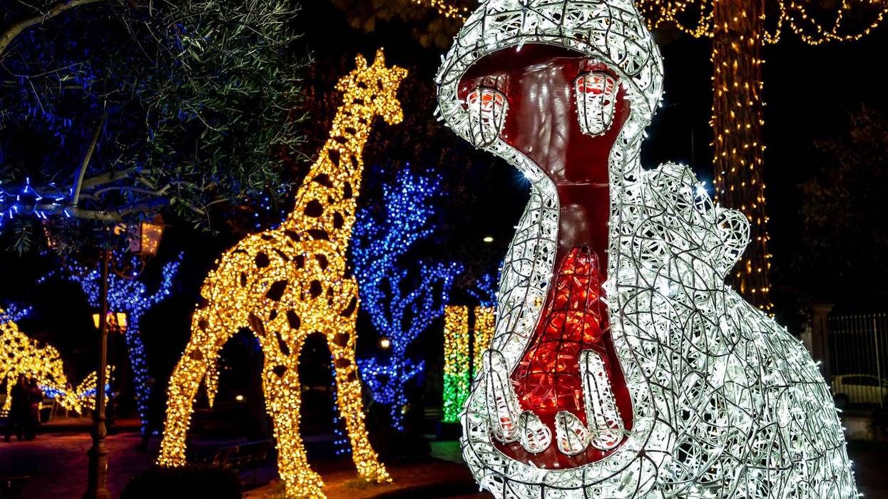 Holiday lights in the shape of a hippo and a giraffe