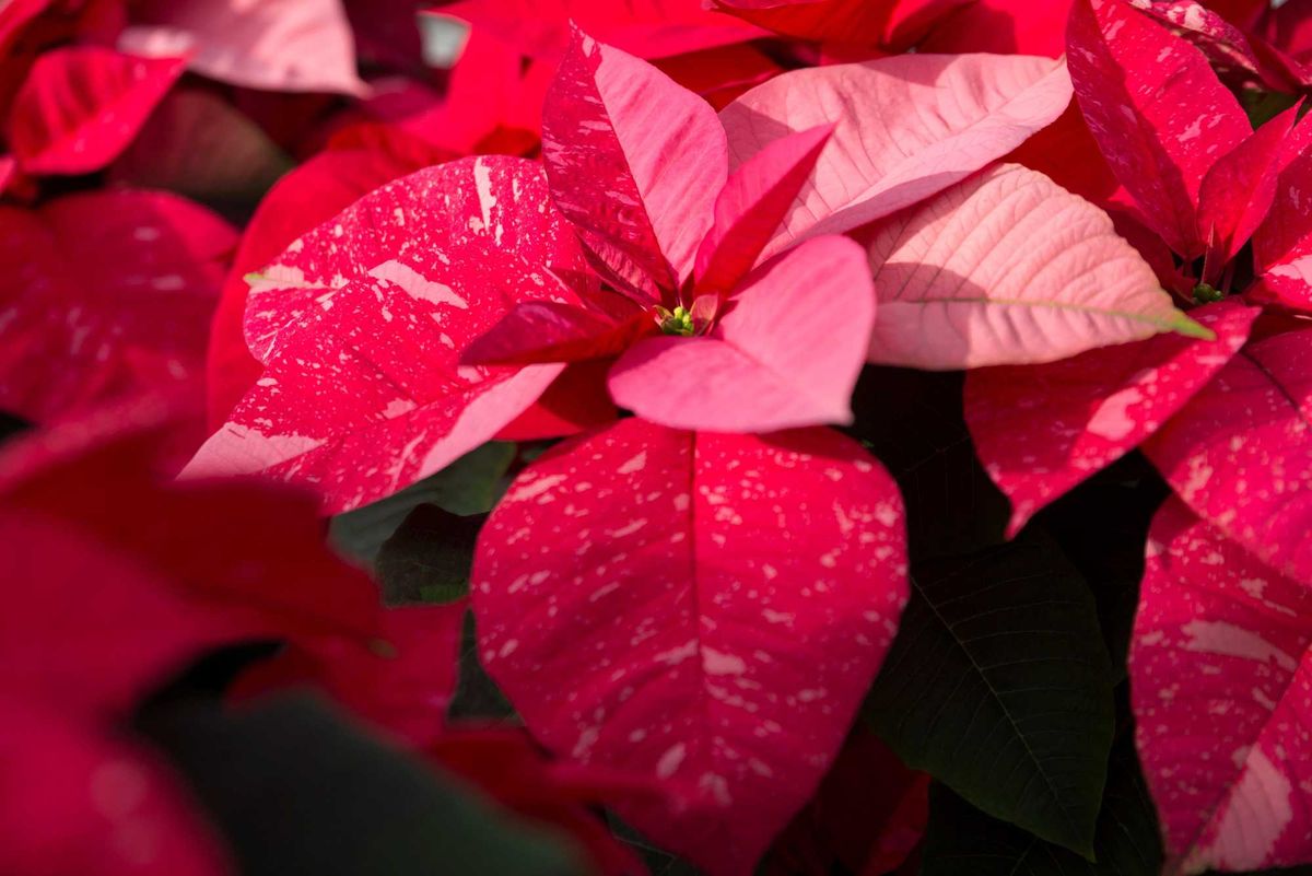 holiday plants