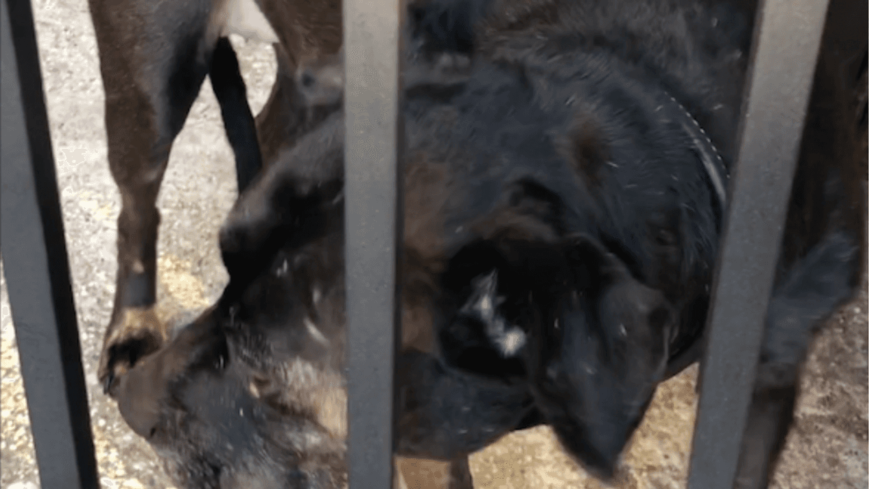 Holly Acker's Labrador mix dog
