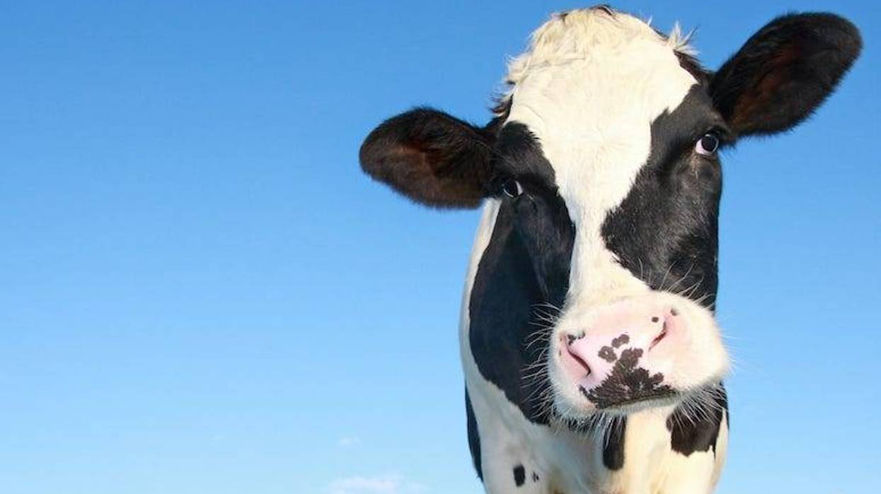 Holstein Cow, Blue Sky, Cow, Moo