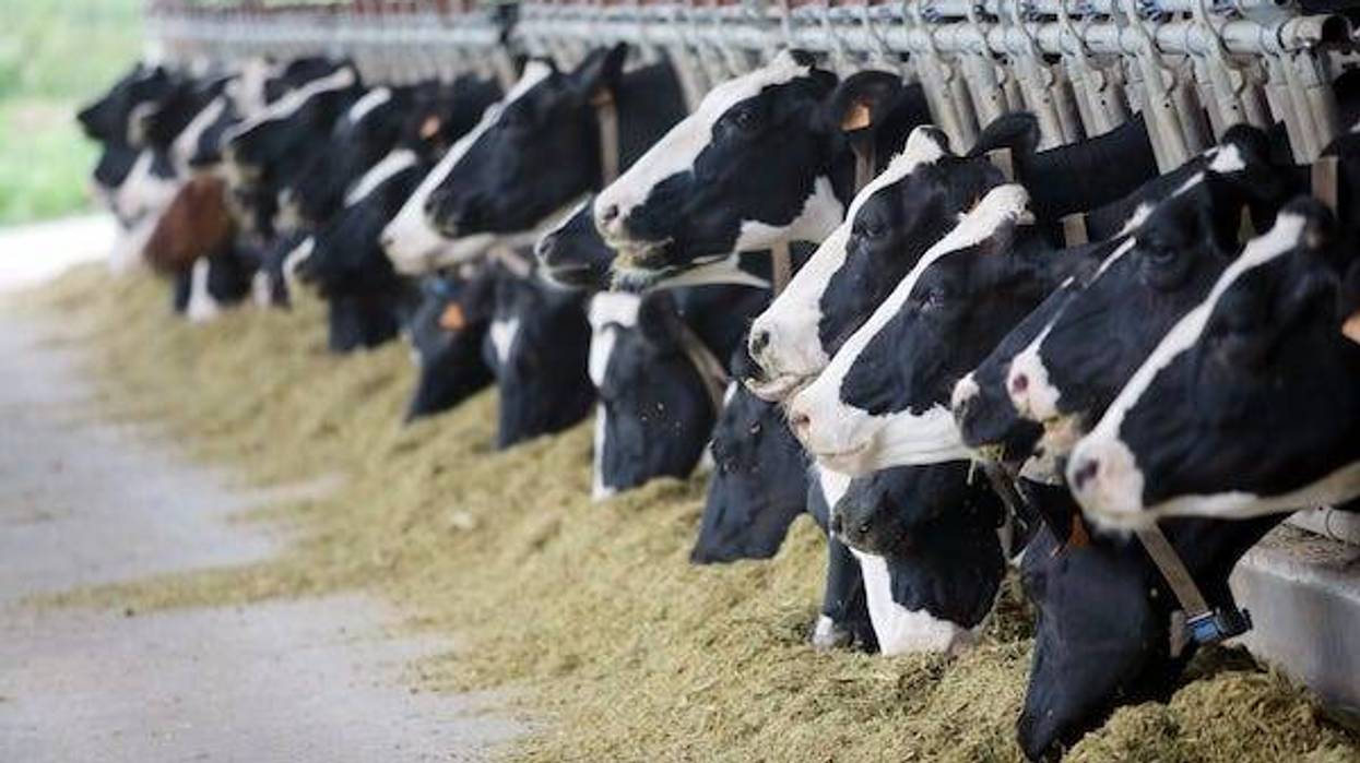 Holstein dairy cows are fed in a farm