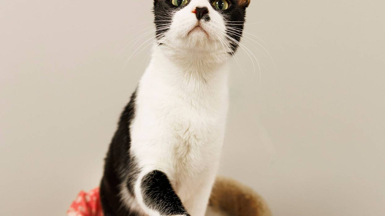 Homer with the Humane Society of North Central Florida