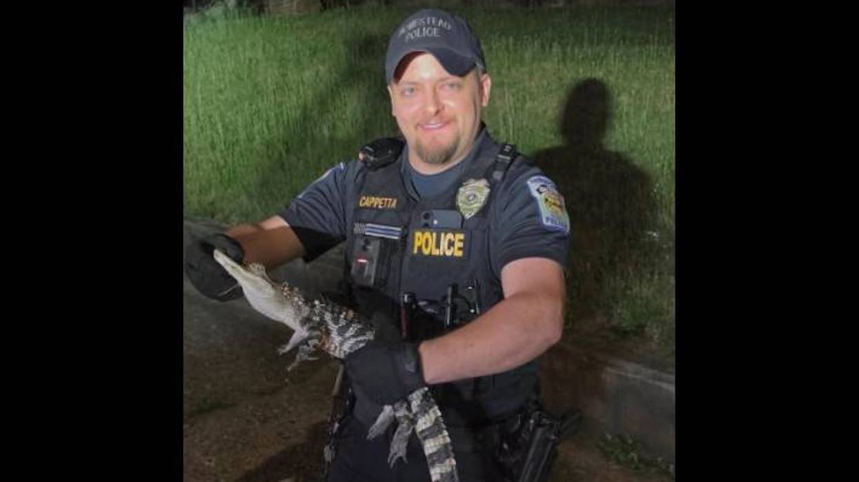 Police looking for owner after alligator found in Homestead