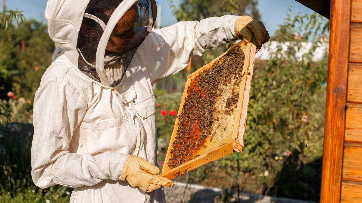 Honey Bees in Hive