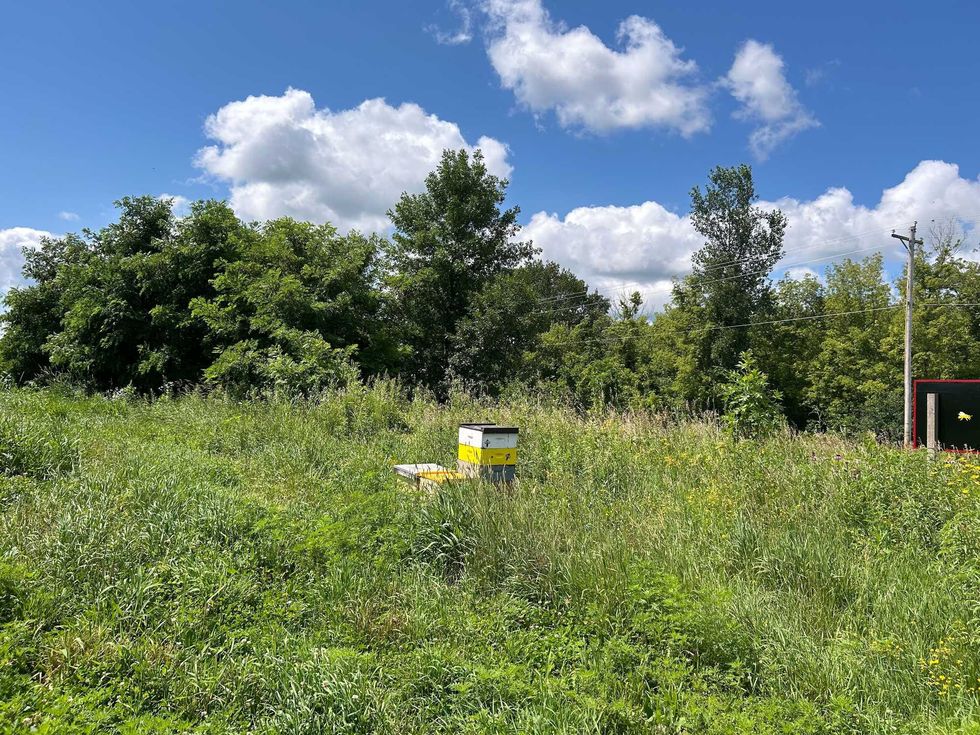 Honey bees on Ames farm.