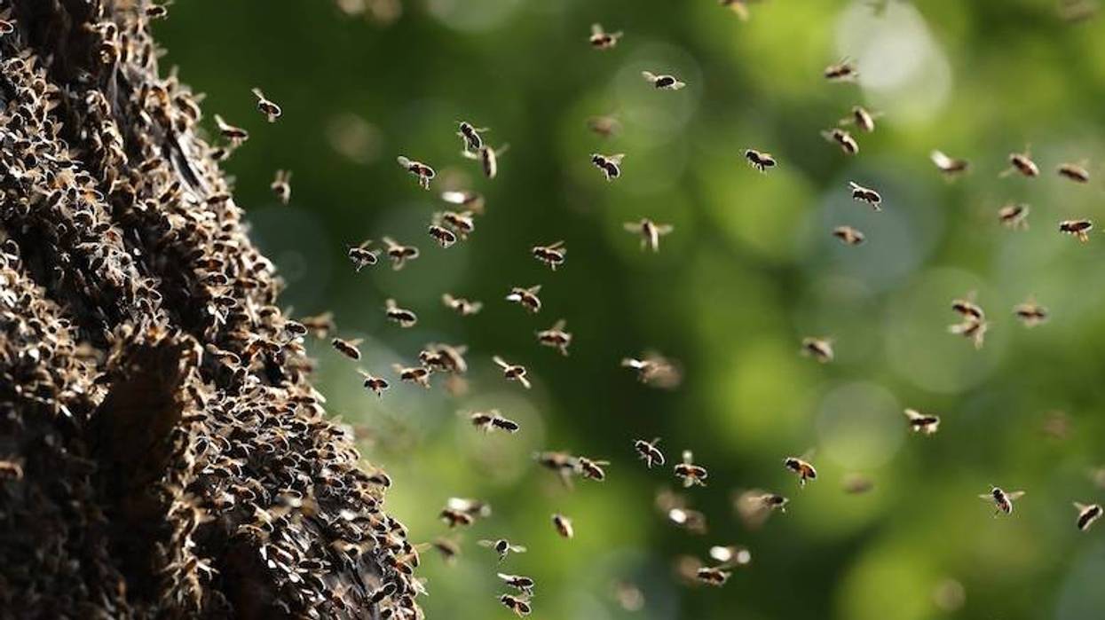 Millions of honeybees escape into Texas neighborhood after semi carrying them crashes