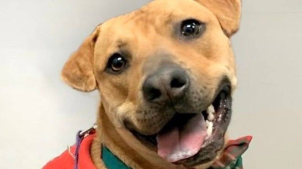 Honeycomb @ Austin Humane Society 1/08/25