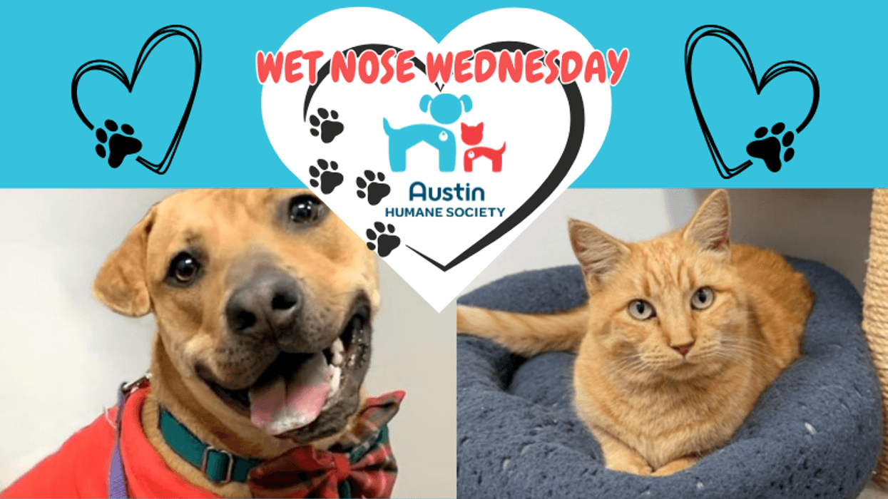 Honeycomb & Sunny AHS WNW 10825