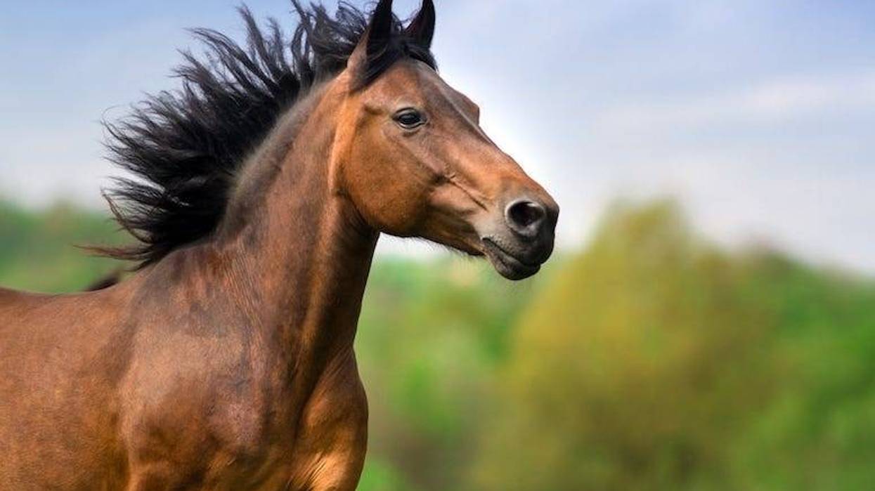 Horse, Bay Stallion, Running, Black Mane, Portrait