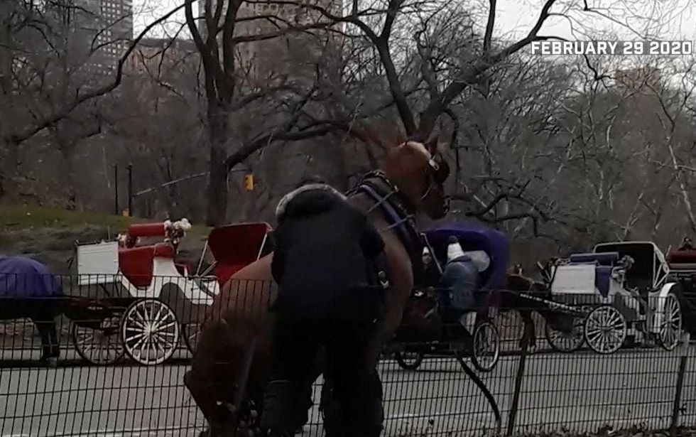 Horse Drawn Carriage