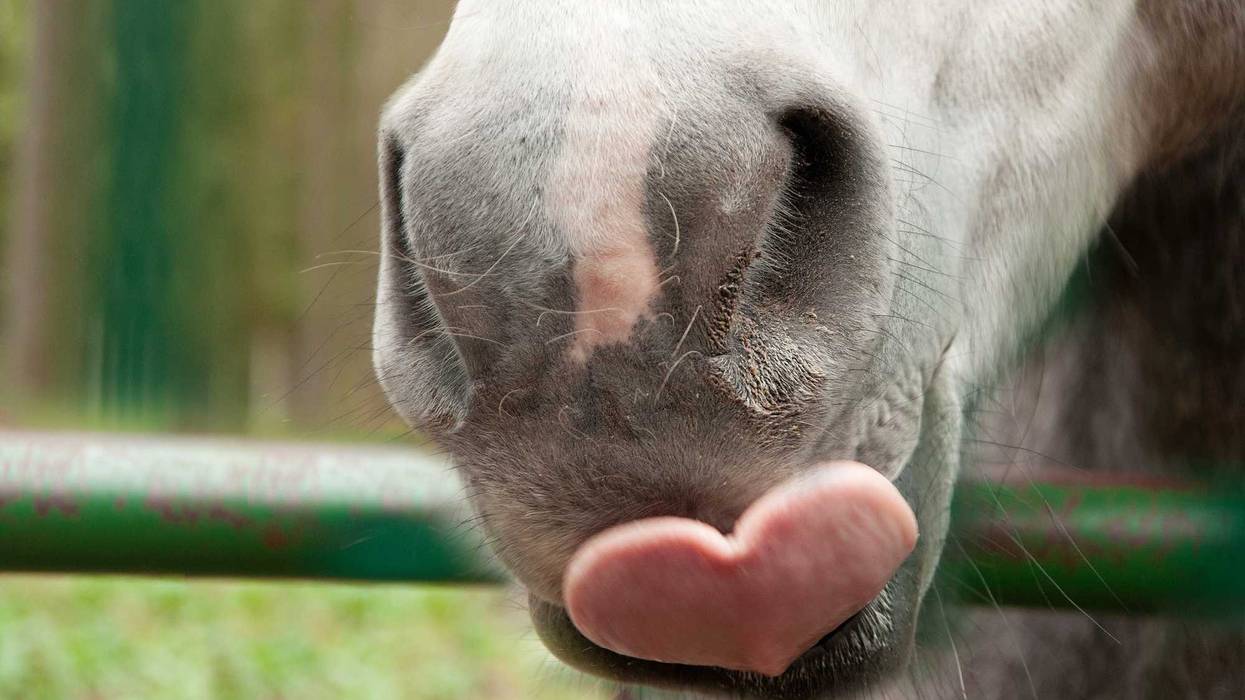 Horse mouth stock photo.