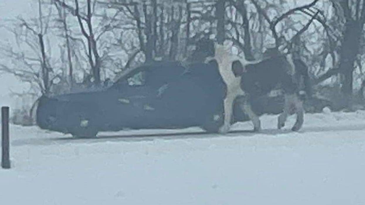 Horse next to Michigan State Police car