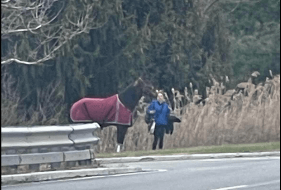 Horse removed from trailer after crash