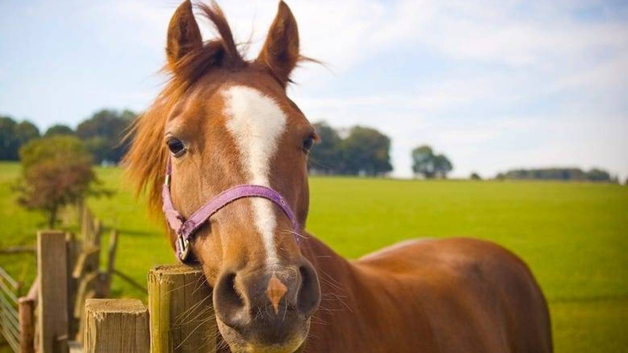 Horse resting its head on a wooden post