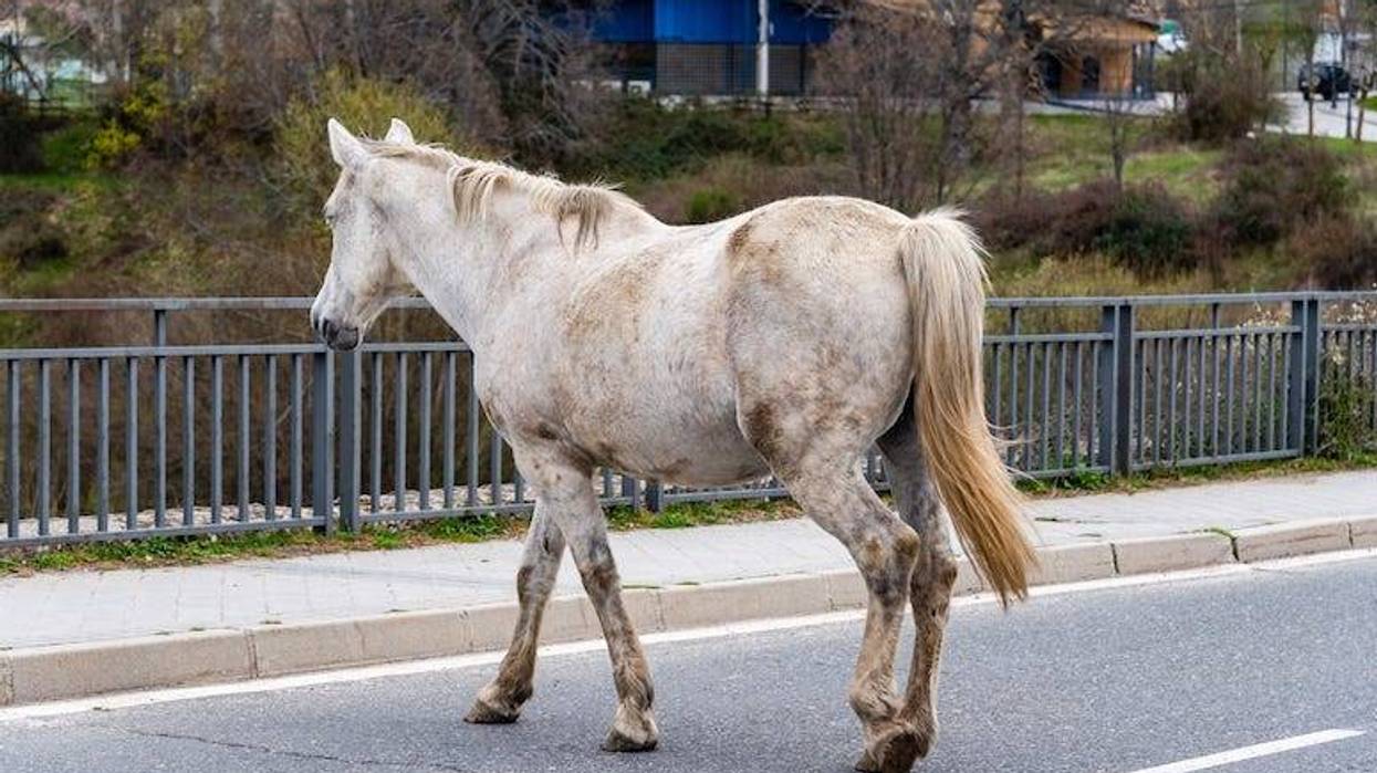 Horse, Roaming, Street, Highway