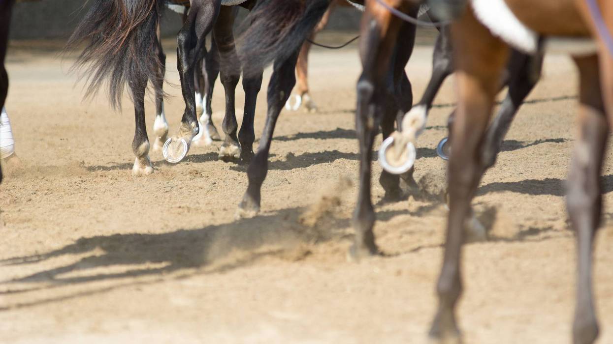 horse track