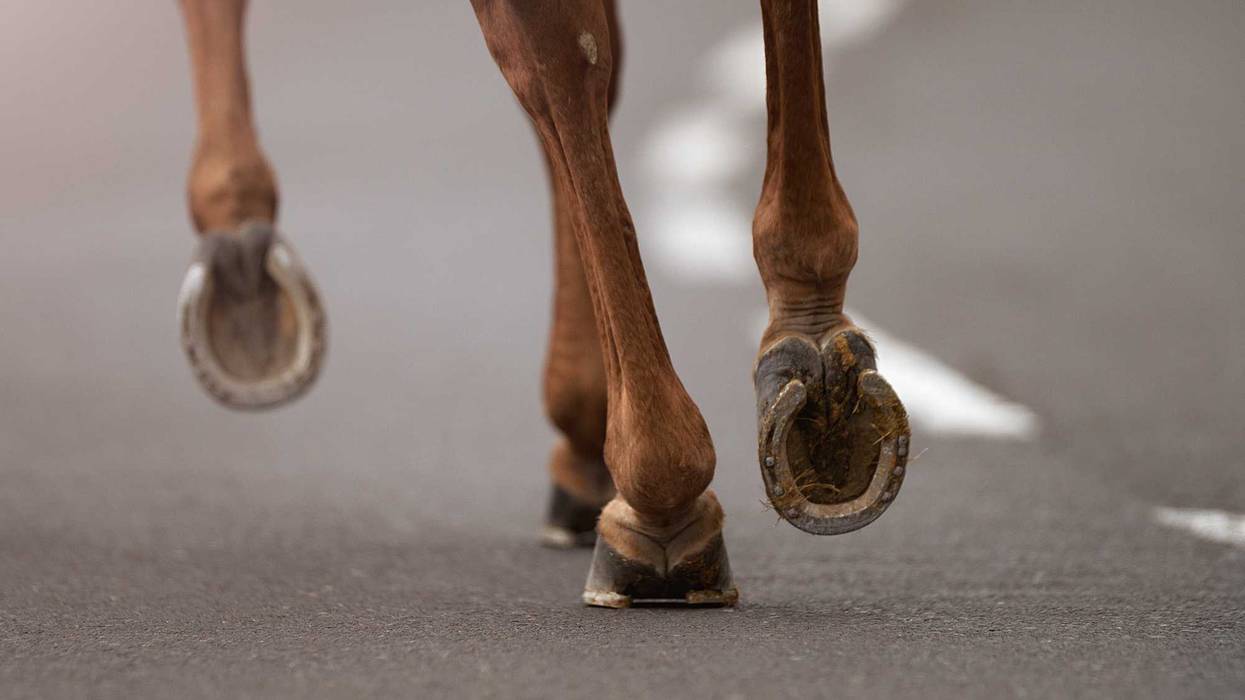 horse