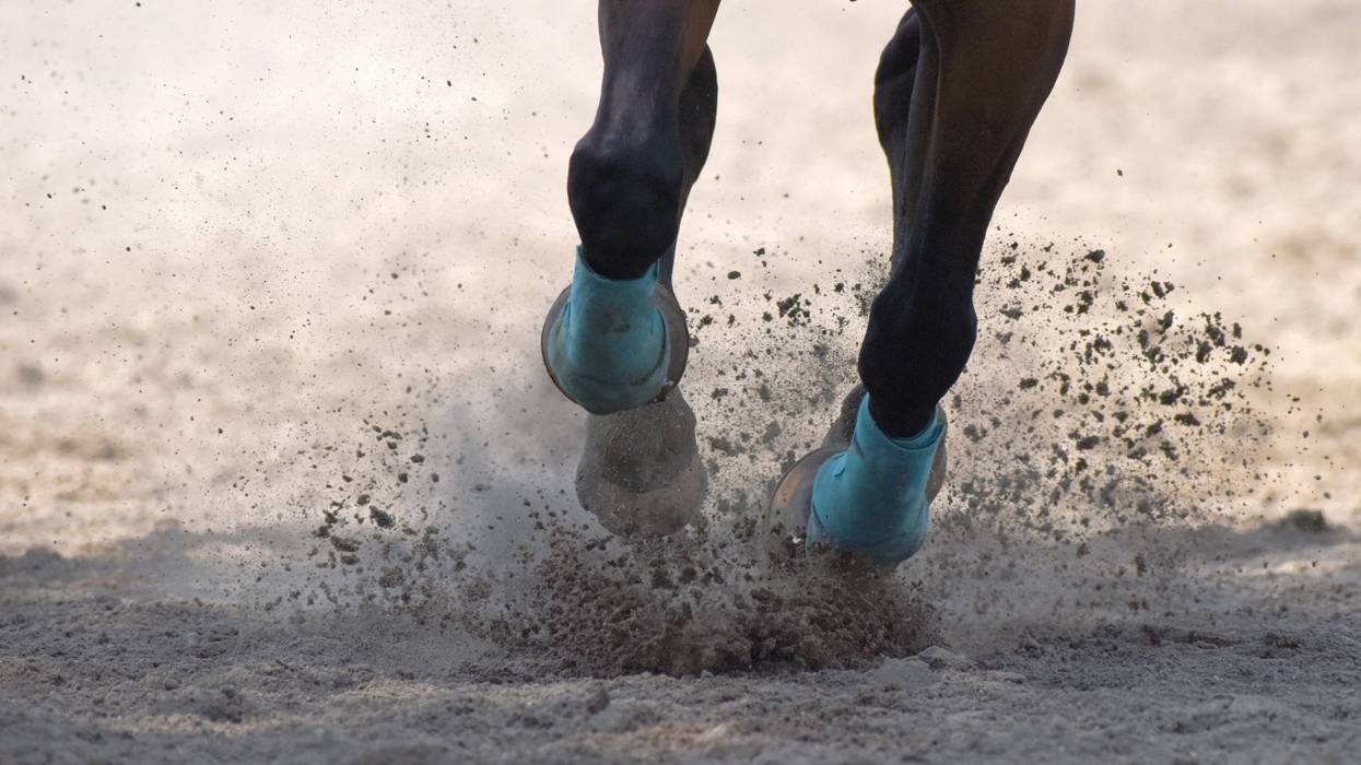 Horse