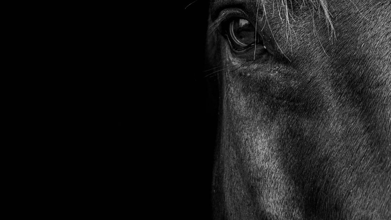 horse