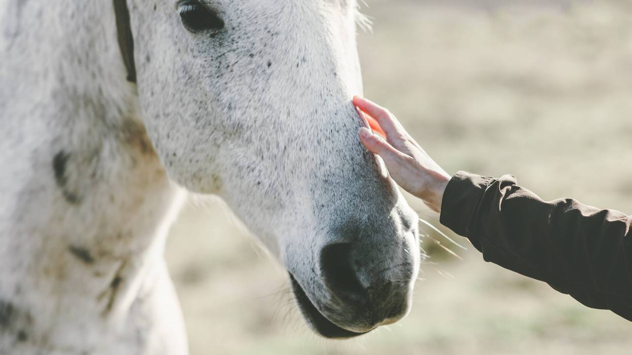 horse