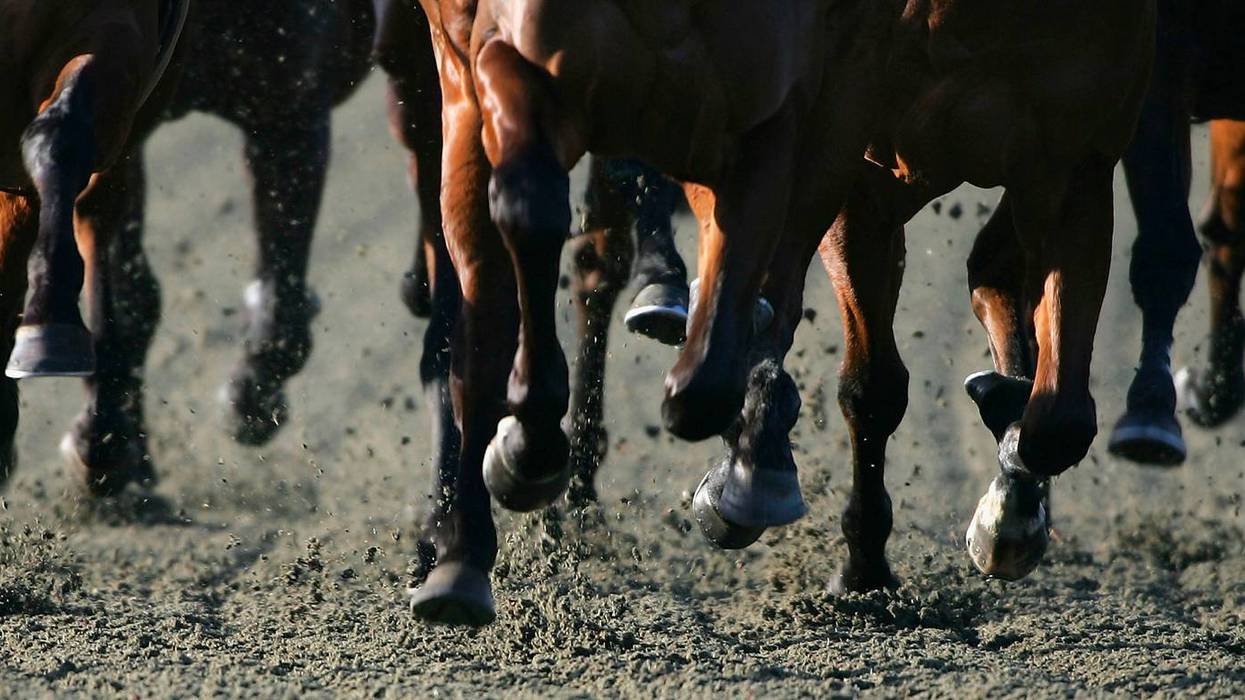 Horses