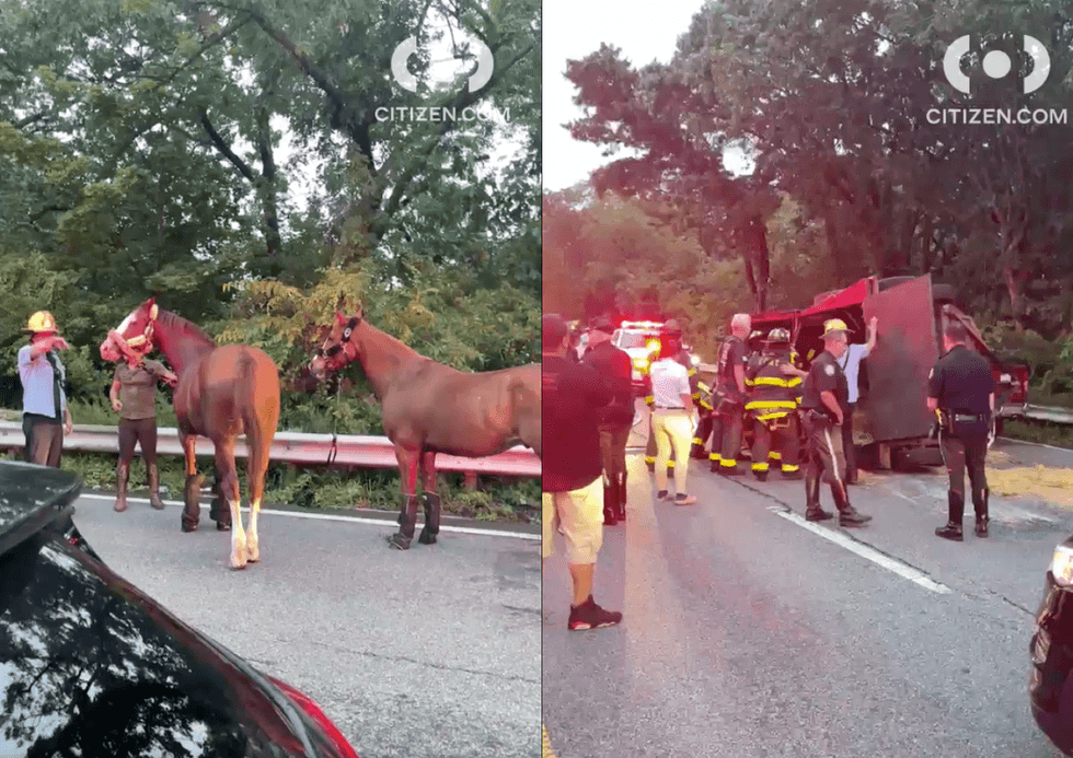 Horses