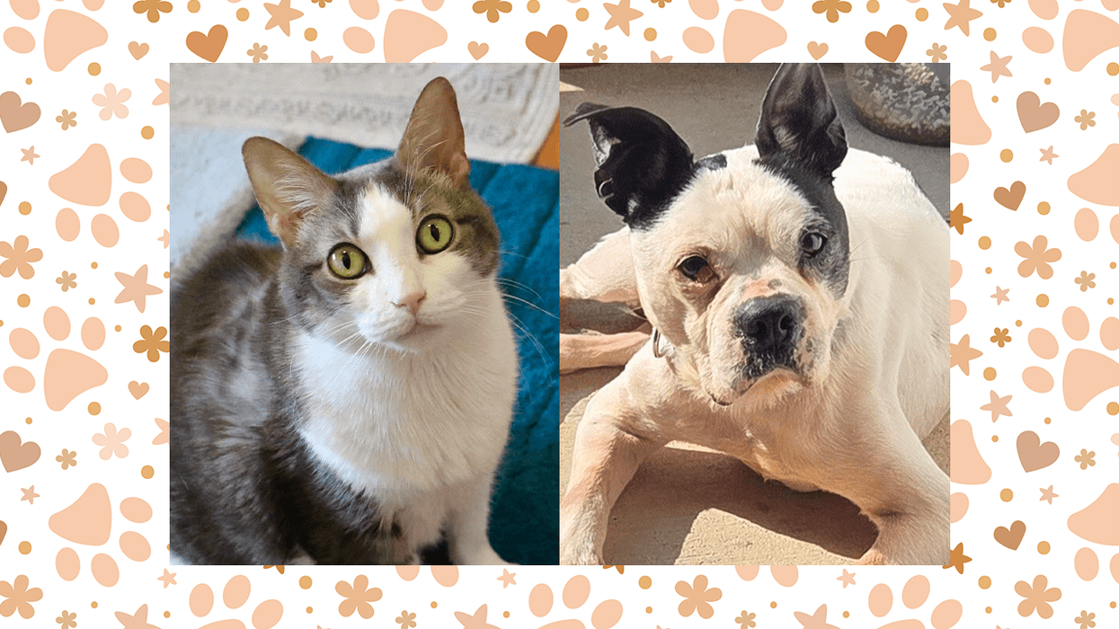 Wet Nose Wednesday: Hot Cheeto and Romeo