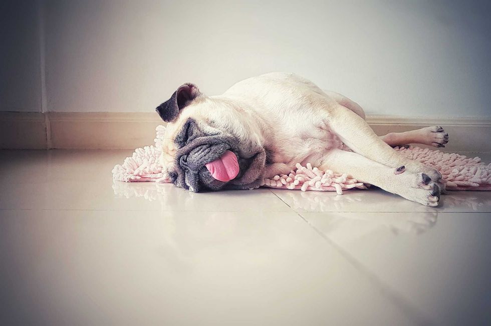 Hot Dog