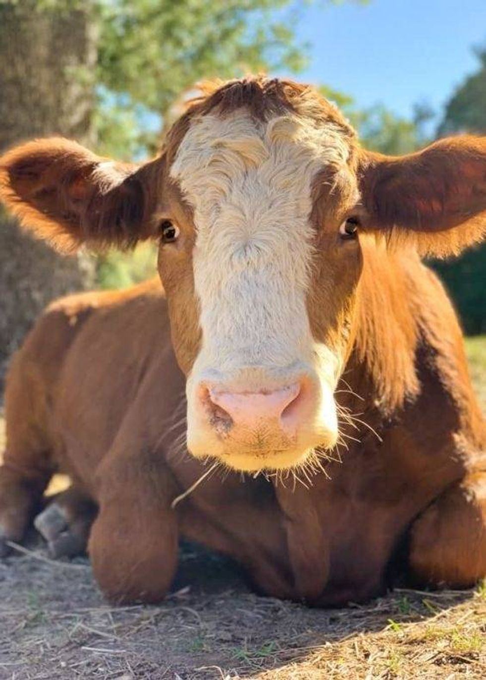 Houdini, cow hugging therapist at the Gentle Barn. Slaughterhouse escapee.