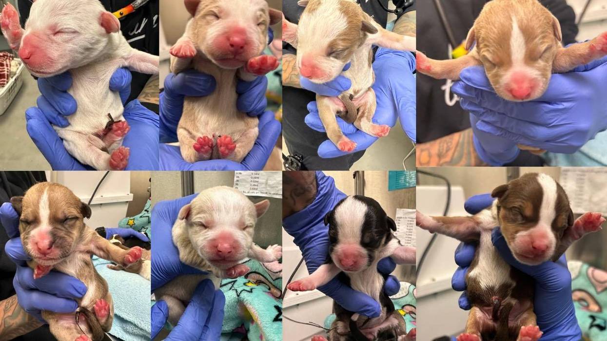 Hours-old puppies abandoned in shopping cart outside South Philly Target